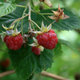 Illustration for article titled The Tastiest Berries That Grow Wild In North America